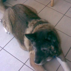 Cleo rest in peace