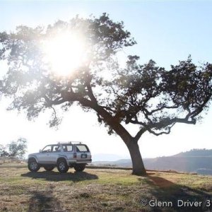 Lone tree for a Lexus commercial