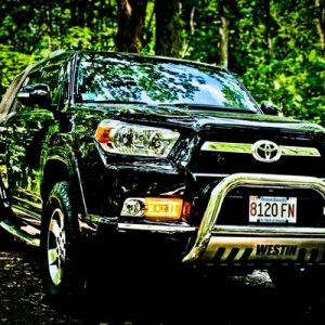 Foxboro,MA state forest
