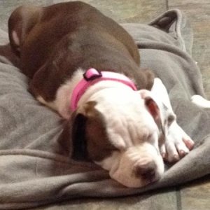 Bailey