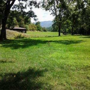 WVA