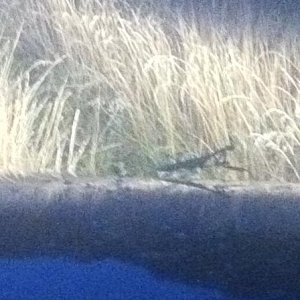 Praying Mantis close up.