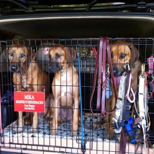 And yes... Three Ridgebacks can fit into the back end ;)