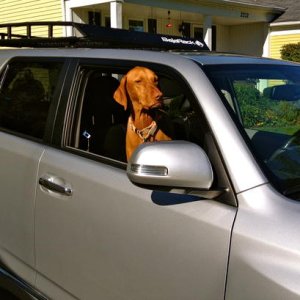Koda is waiting to ride!