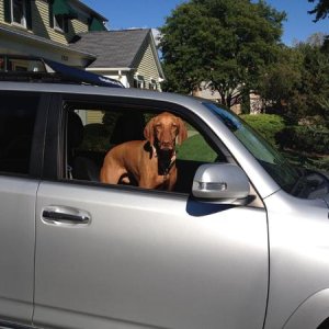 Come on dad, let's go!