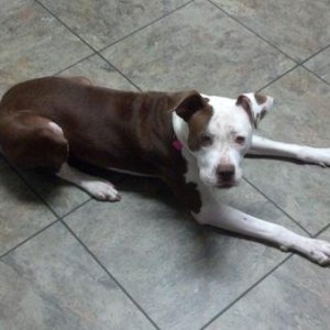 Bailey waiting somewhat patiently for the treat. She is getting so big.