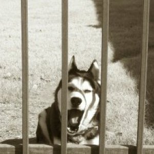 My lazy husky yawning