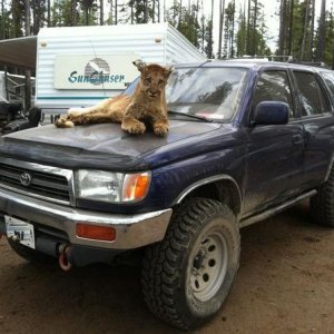 Gary the no-trash cougar
(most recent pic)