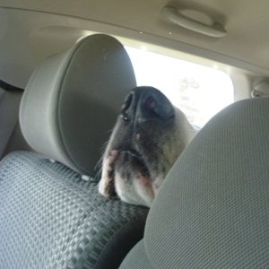 Alex