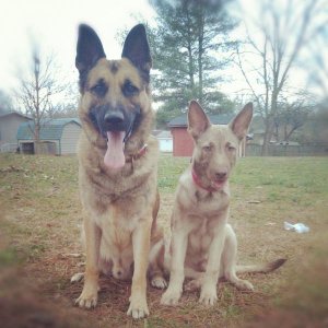 Jager and Chopper. same parents 3 years apart. Chopper has addisons disease but acts like a regular dog as long as he takes his dope daily.