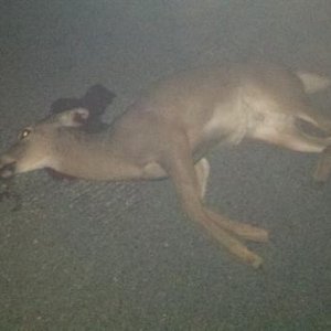 This Doe wont be running into anymore cars anytime soon!