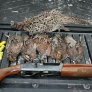 A GOOD DAY IN THE WOODS