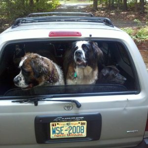 Taking the dogs out to the river.