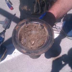 Why wouldn't a bird make a nest in my coil bump stop! Animals love 4runners too