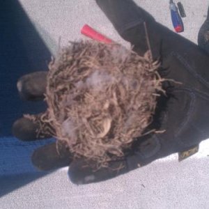Close up of the nest