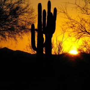 Dancing Cactus