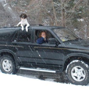 My German Shorthair on top of the T4R