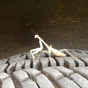 Chillin' on my Michelins