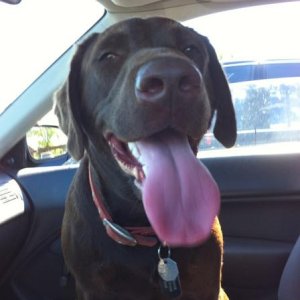 Owen my chocolate Lab :)