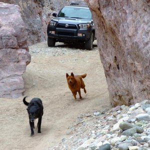 2Dogs4RunnerBuehmanNarrows