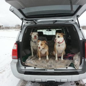 Arizona and socal dogs in the snow for the first time