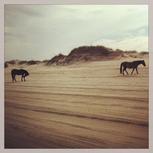 Wild ponies