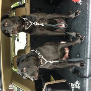 Labs