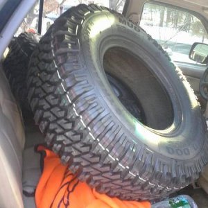 gaurdogs in the back of truck