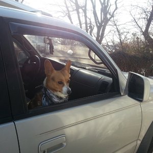 monty the dog