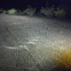 HID High beams