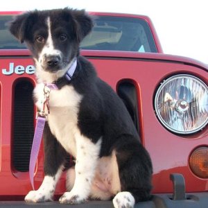 Border Collie