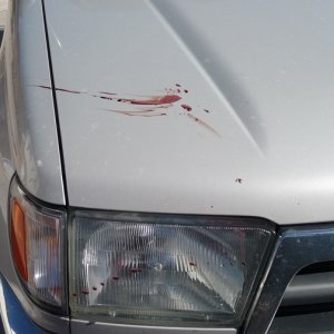 blood spatter