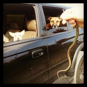 catching critters with the doges