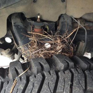 Official Green Certified Vehicle... See a bird nest.
