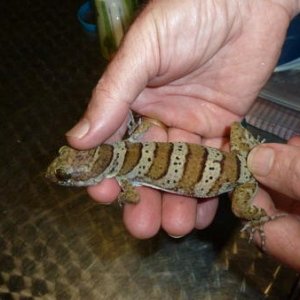 A Cooktown Gecko - You can see what inspires aboriginal art when you see the colours on this native big lizard.