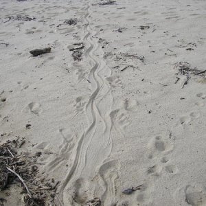 We are so familiar with crocodile tracks as we camp with them so often.