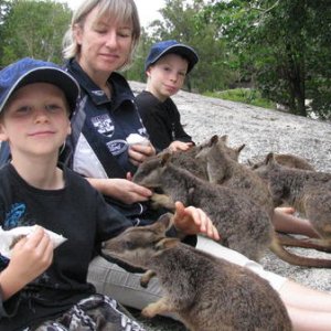 Rock Wallabies at Granite Gorge very friendly !!!