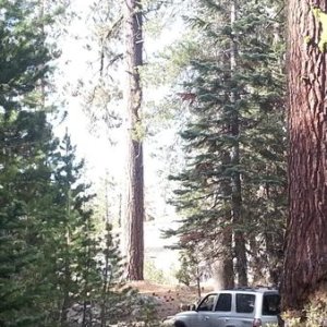 Creepin through the woods