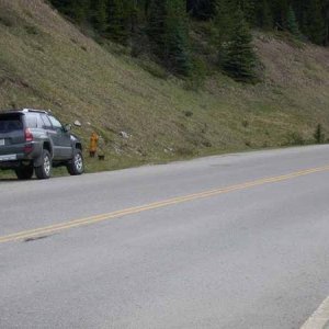 Canadian Deer like 4Runners too!