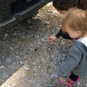 Trying to explain to our little girl that the butterfly stuck in my grille is in a better place now....