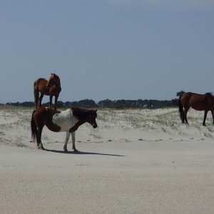 Locals