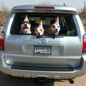 Pups chillin on a birthday ride.2007 v8 sport