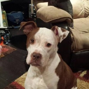 Pit a bull