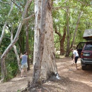 On the way to Cape Melville. Isabella Creek.