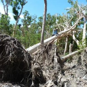 Cyclone uprooted some seriously tall trees next to the streams we fish.