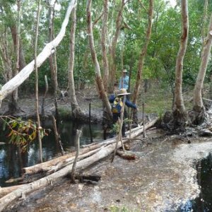 We build bridges to cross swamp waterways