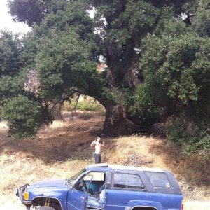 Huge oak hidden in the hills of Ranchita.