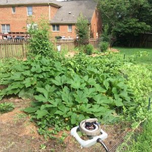 My garden in its prime in 2014