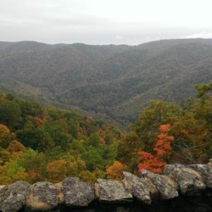Crab tree falls