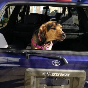 My pup Lela checking out her new rig